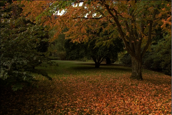 Creation of Fantasy Tree: Step 1